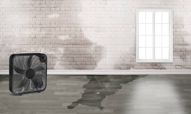 Best Flood damage cleanup  in Lake San Marcos, CA